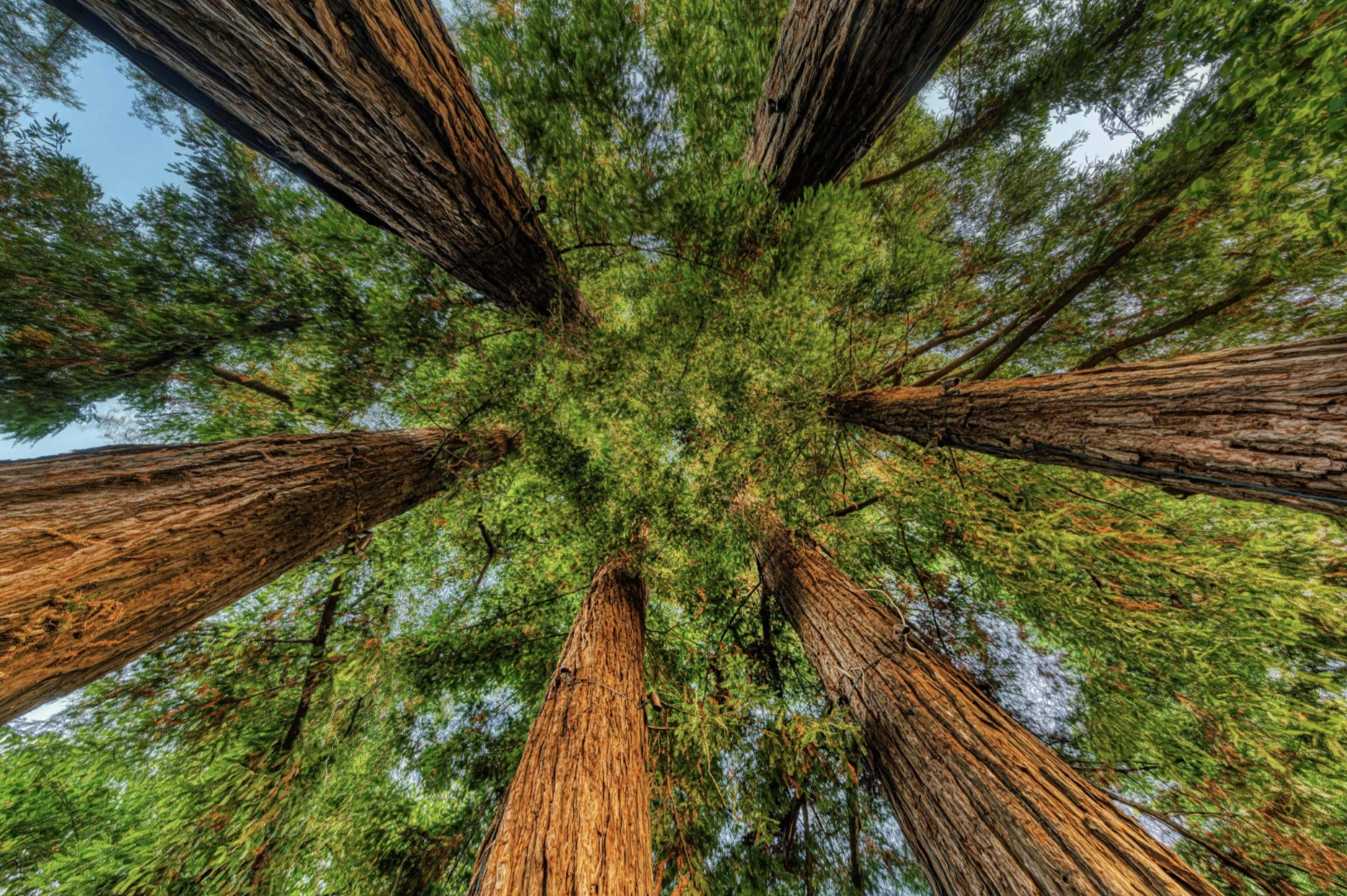 Círculo de Mujeres Sequoia